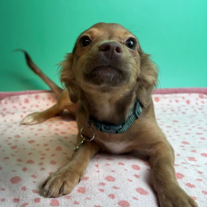 A baby small-sized female Red / Chestnut / Orange Chihuahua dog named Jacqueline for adoption in San Antonio, TX