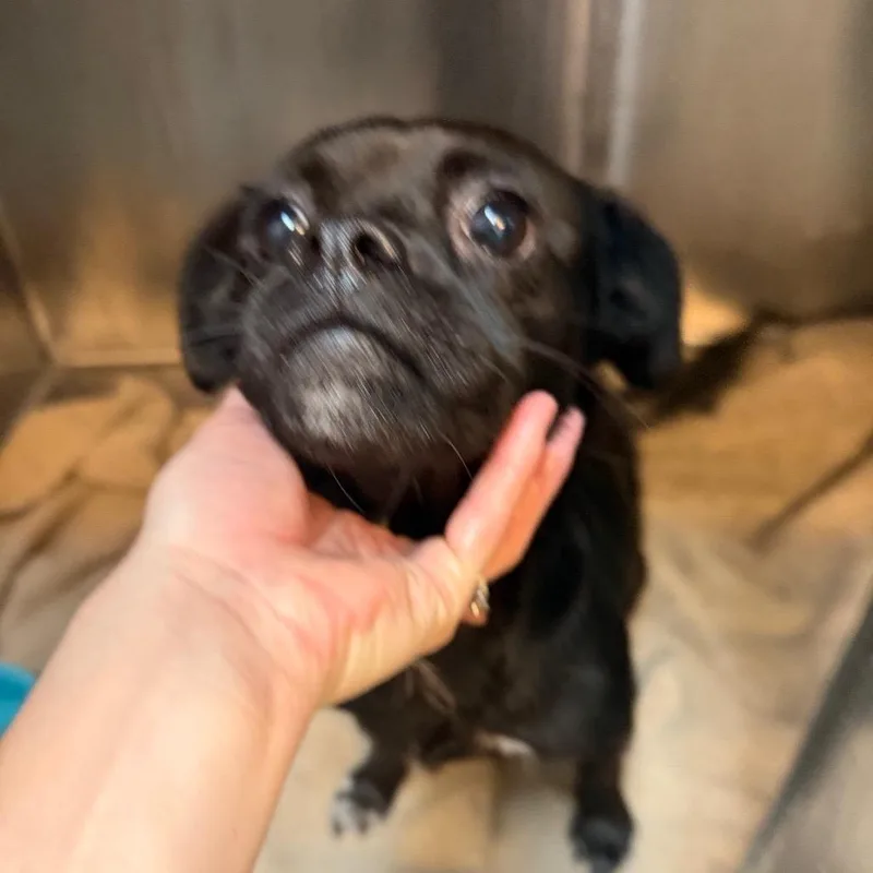 An adult small-sized female Black Mixed Breed dog named Blakeslee for adoption in Port Charlotte, FL