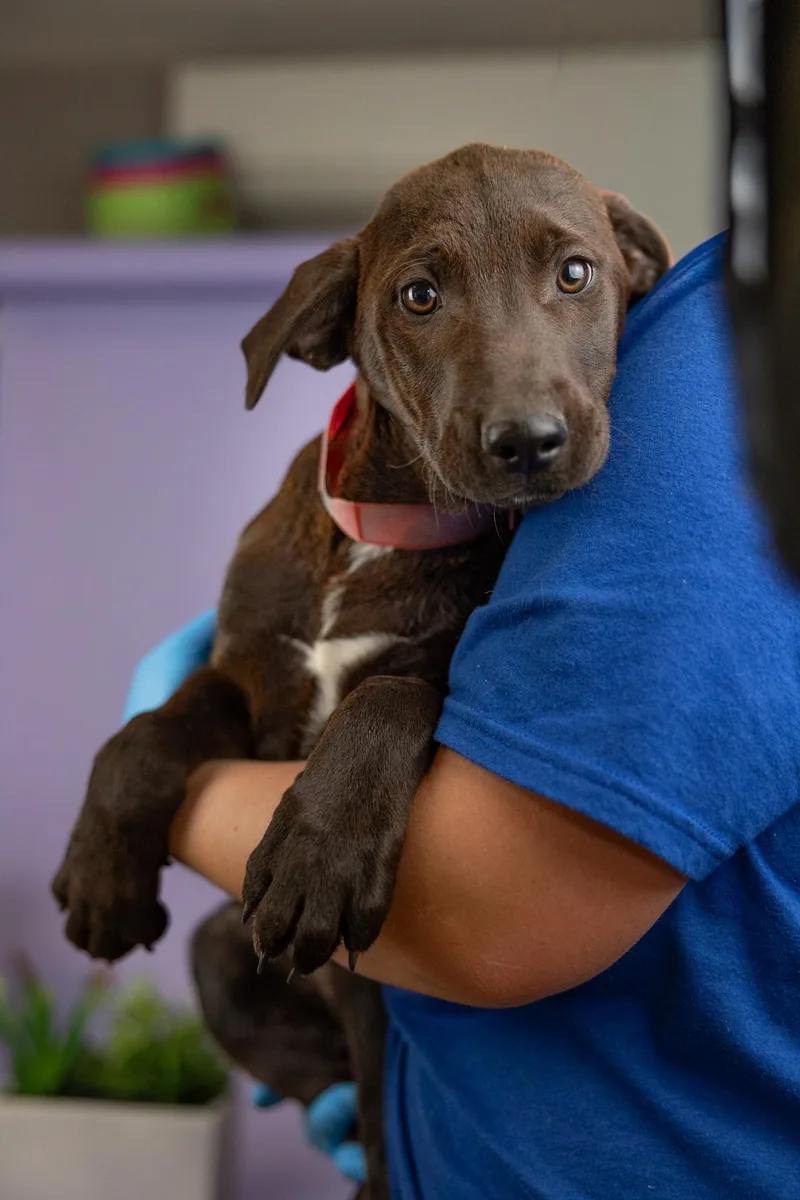 A baby medium-sized male Shepherd dog named 377-26 for adoption in Brighton, CO