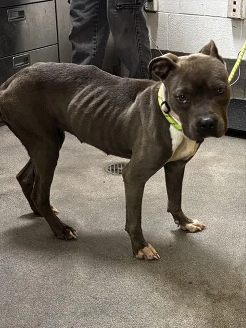 An adult medium-sized female Pit Bull Terrier dog named Foxy for adoption in Upper Marlboro, MD