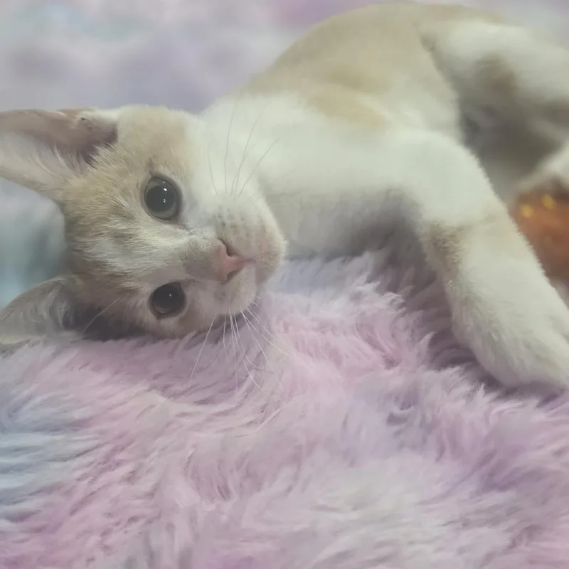 A baby small-sized female Buff / Tan / Fawn Domestic Short Hair cat named Dolly for adoption in Layton, UT