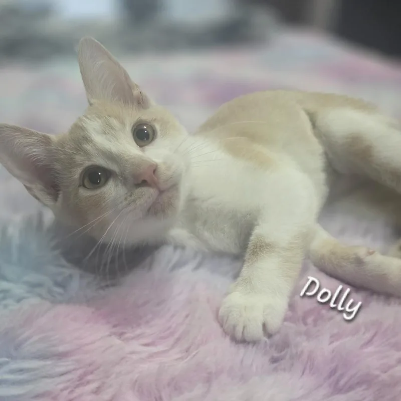 Dolly thumbnail 3
