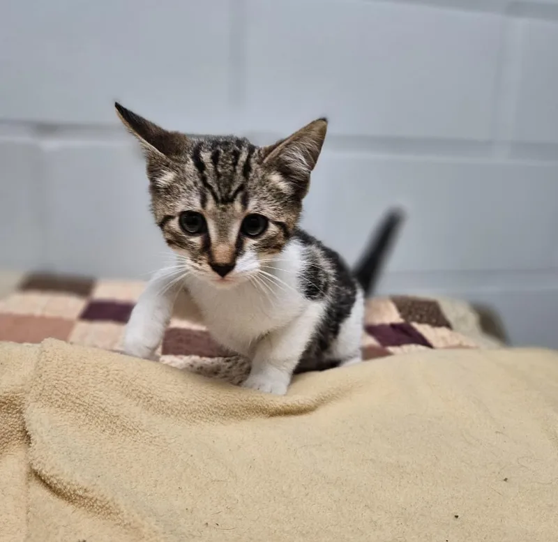 A baby medium-sized male Domestic Short Hair cat named Johnny for adoption in Huntington, IN