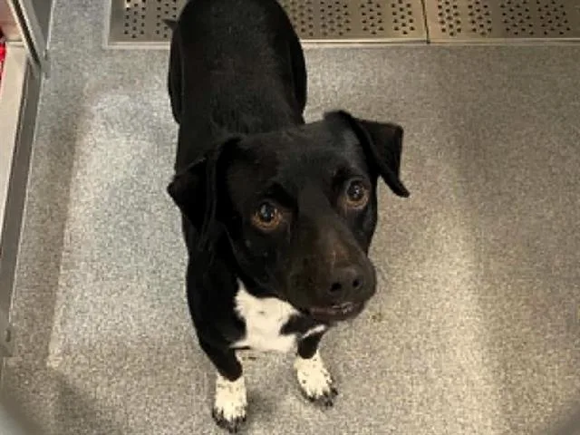 An adult small-sized male Chihuahua dog named Ricky for adoption in Tustin, CA