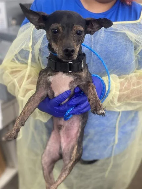 A young small-sized male Mixed Breed dog named Doodlebob for adoption in Dallas, TX