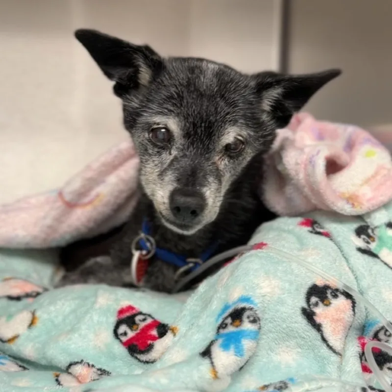 A senior small-sized male Black Chihuahua dog named Bernie A for adoption in Mission Hills, CA