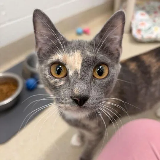 A young medium-sized female Gray / Blue / Silver Domestic Short Hair cat named Zoe for adoption in Marshall, VA