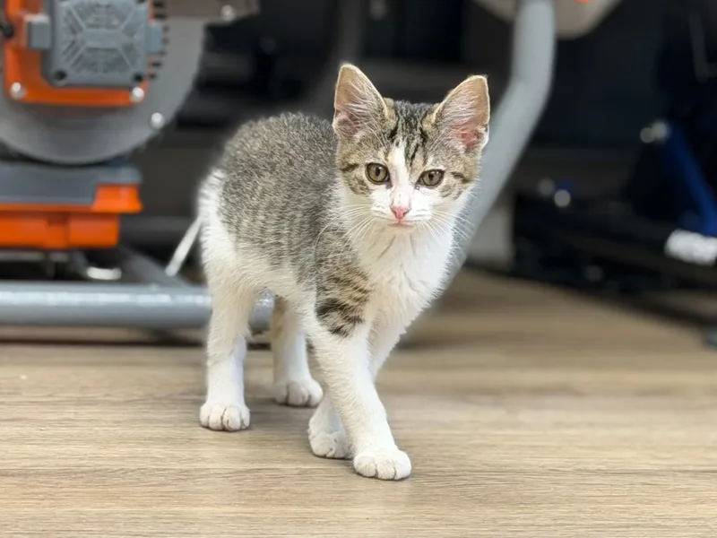 A baby medium-sized female Tabby (Brown / Chocolate) Domestic Short Hair cat named Mia for adoption in Grove City, OH
