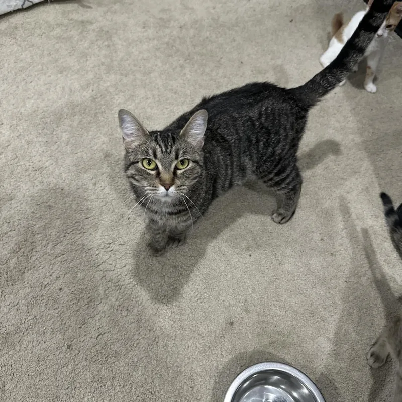 A young small-sized female Gray / Blue / Silver Domestic Short Hair cat named Natty Light for adoption in Fredericksburg, VA