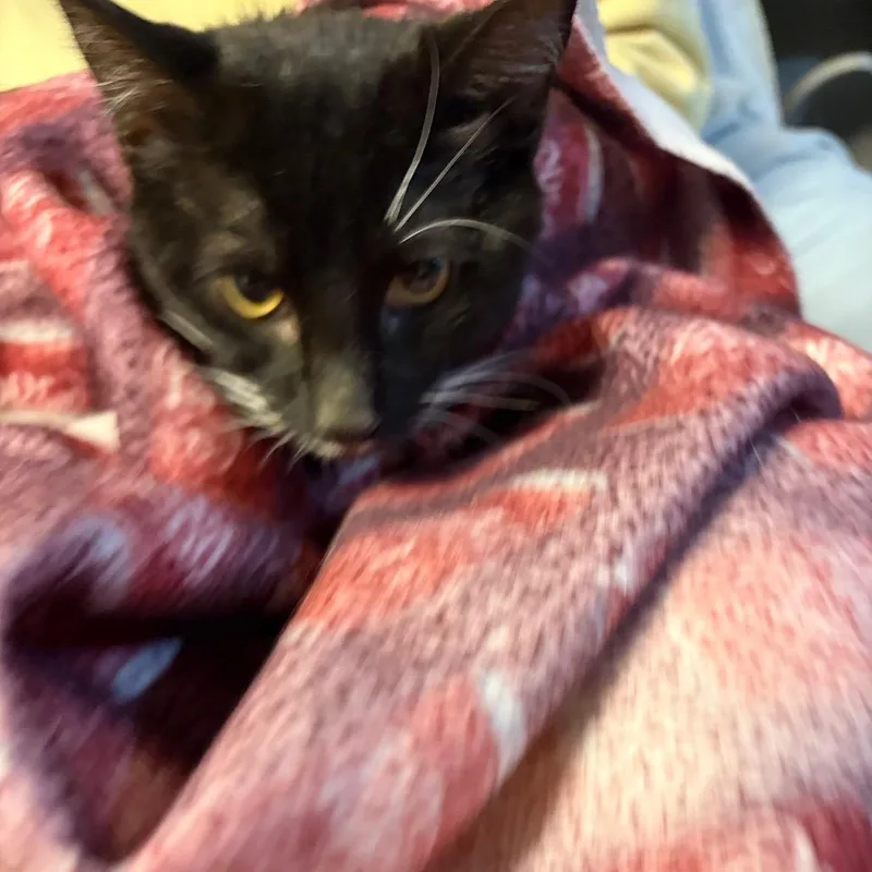 Churchill thumbnail 2