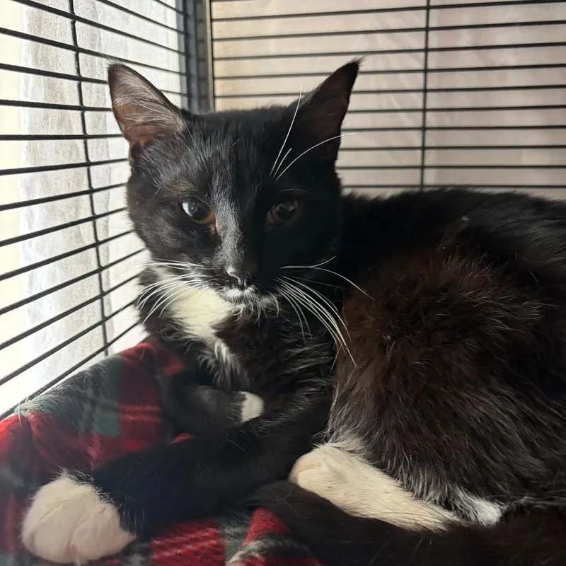 Churchill thumbnail 3