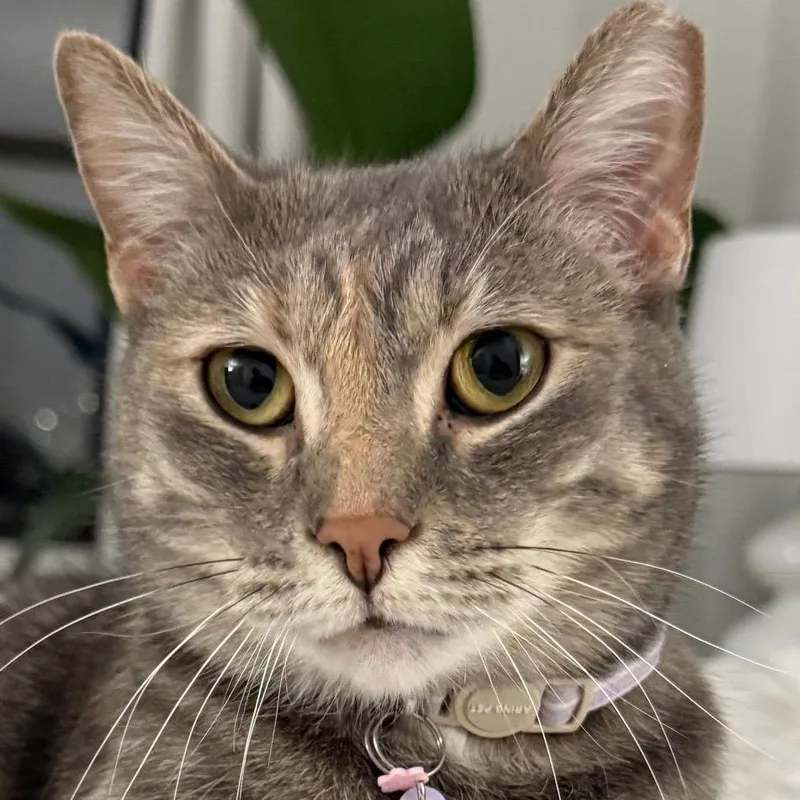A young medium-sized female Domestic Short Hair cat named Sophie for adoption in New York, NY