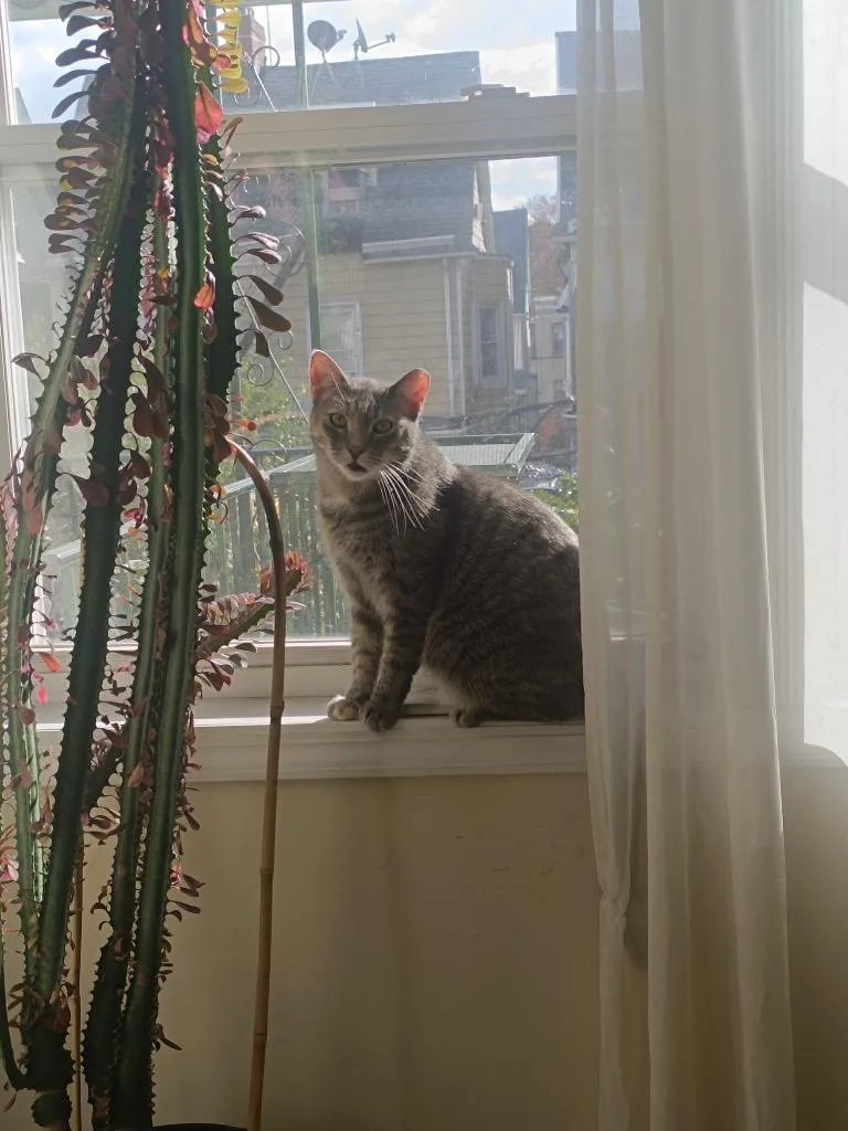 Sophie thumbnail 3