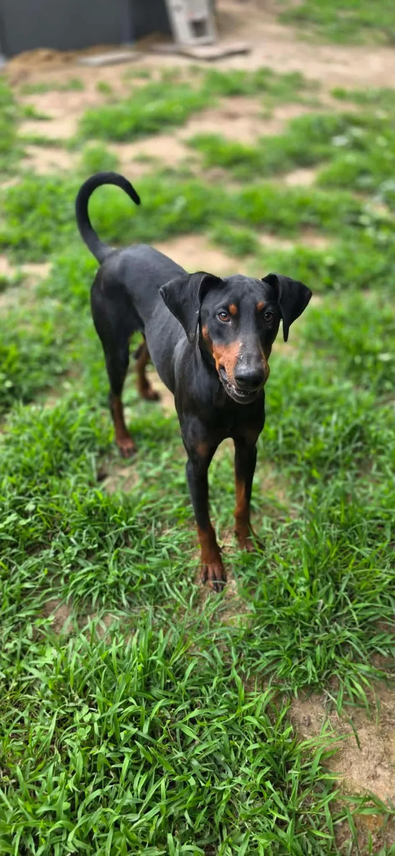 An adult large-sized male Doberman Pinscher dog named Rocky for adoption in Steeleville, IL