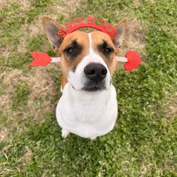 A young medium-sized female Tricolor (Brown, Black, & White) Terrier dog named Harmony for adoption in Corsicana, TX