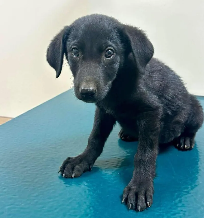 A baby small-sized male Black Mixed Breed dog named Anakin for adoption in Long Island City, NY