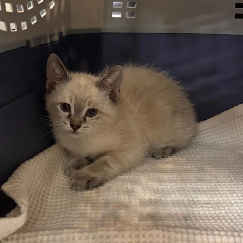 A baby small-sized male White Domestic Short Hair cat named Frost for adoption in Port Charlotte, FL