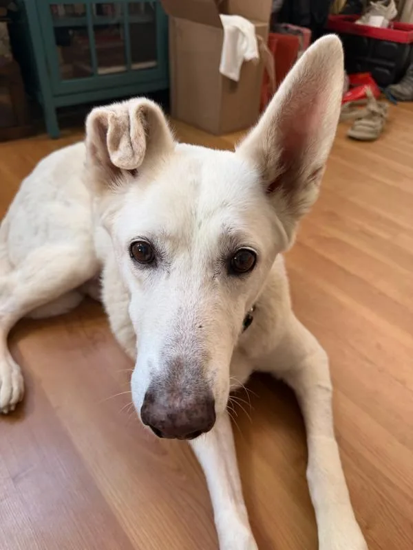 An adult large-sized female German Shepherd Dog dog named Blanca for adoption in Escondido, CA