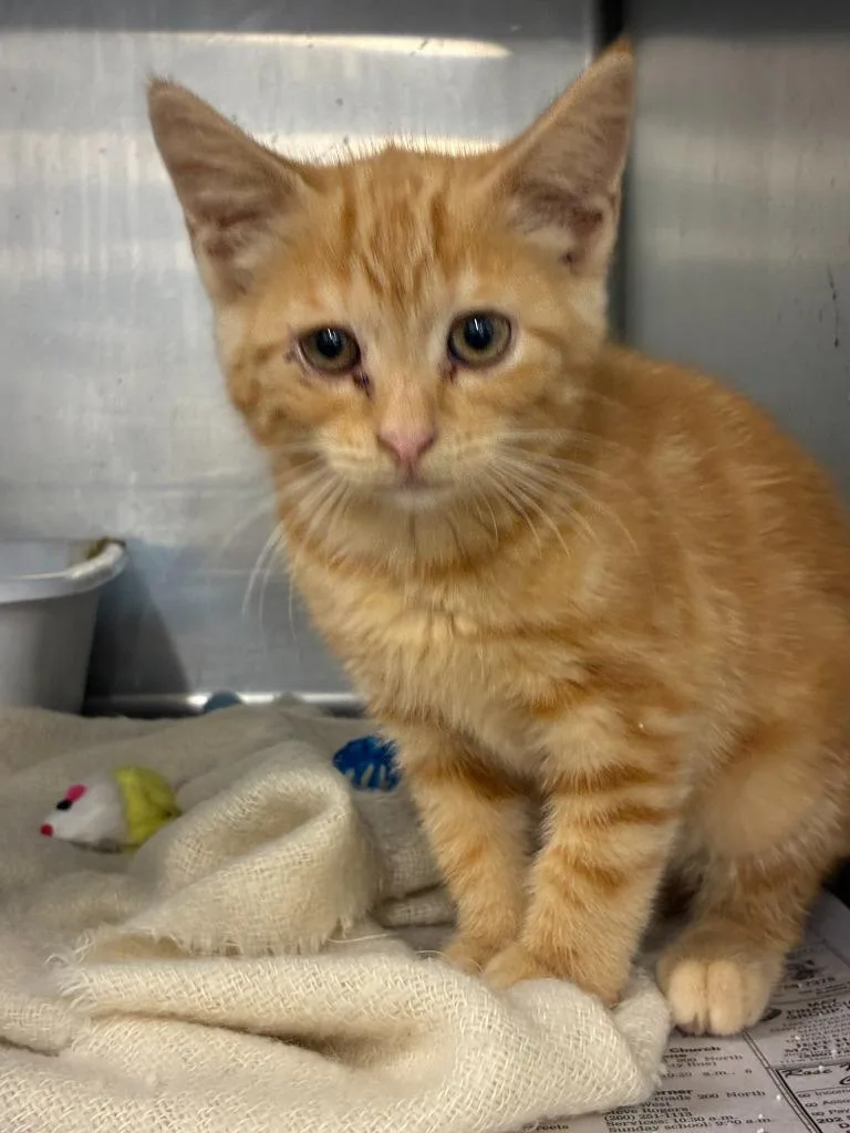 A baby medium-sized female Domestic Short Hair cat named Clementine for adoption in Portland, IN
