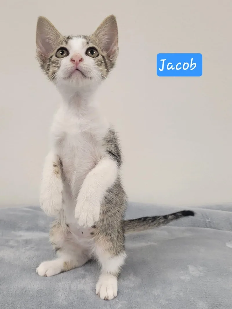A baby medium-sized male Tabby (Brown / Chocolate) Domestic Short Hair cat named Jacob for adoption in LaPlace, LA