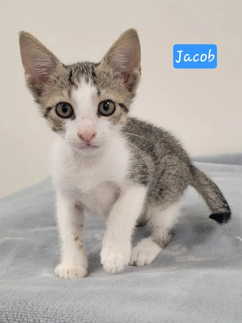 Jacob thumbnail 2