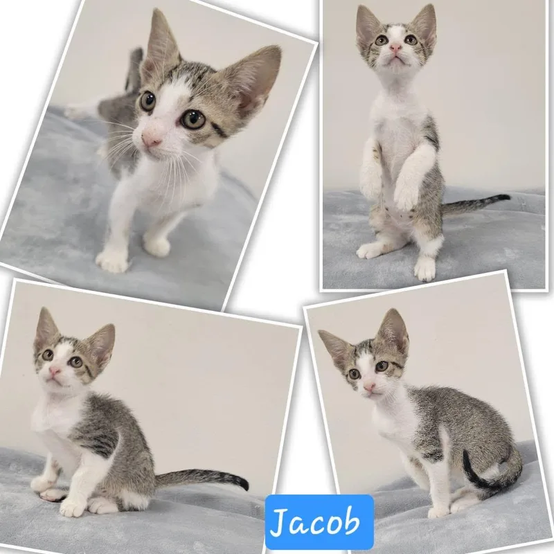 Jacob thumbnail 3