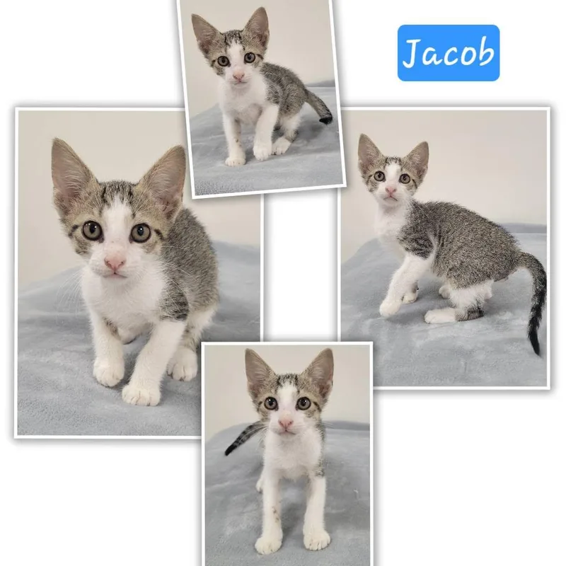 Jacob thumbnail 4