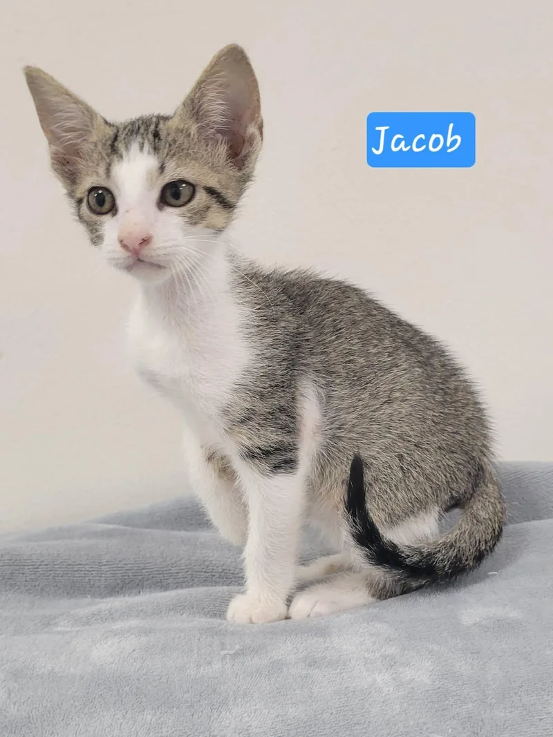 Jacob thumbnail 5