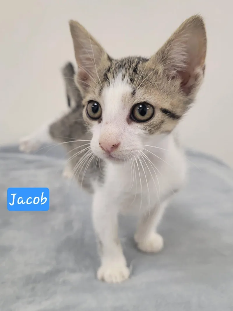 Jacob thumbnail 6