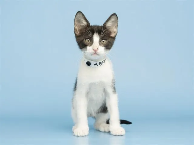 A baby small-sized male Domestic Short Hair cat named Purple for adoption in Phoenix, AZ