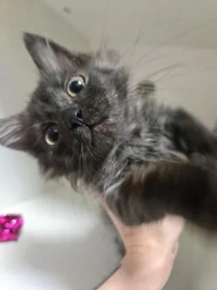 Coco