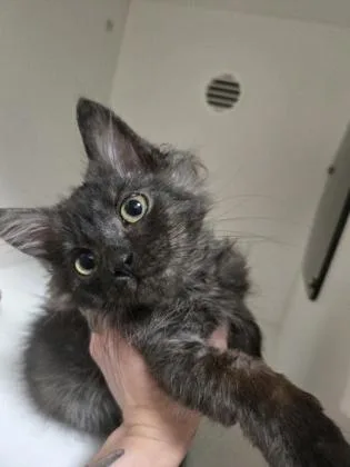 Coco thumbnail 2