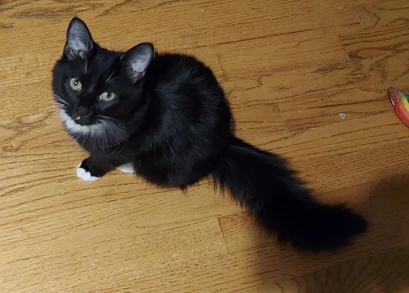 Thomasina And Gayle thumbnail 2