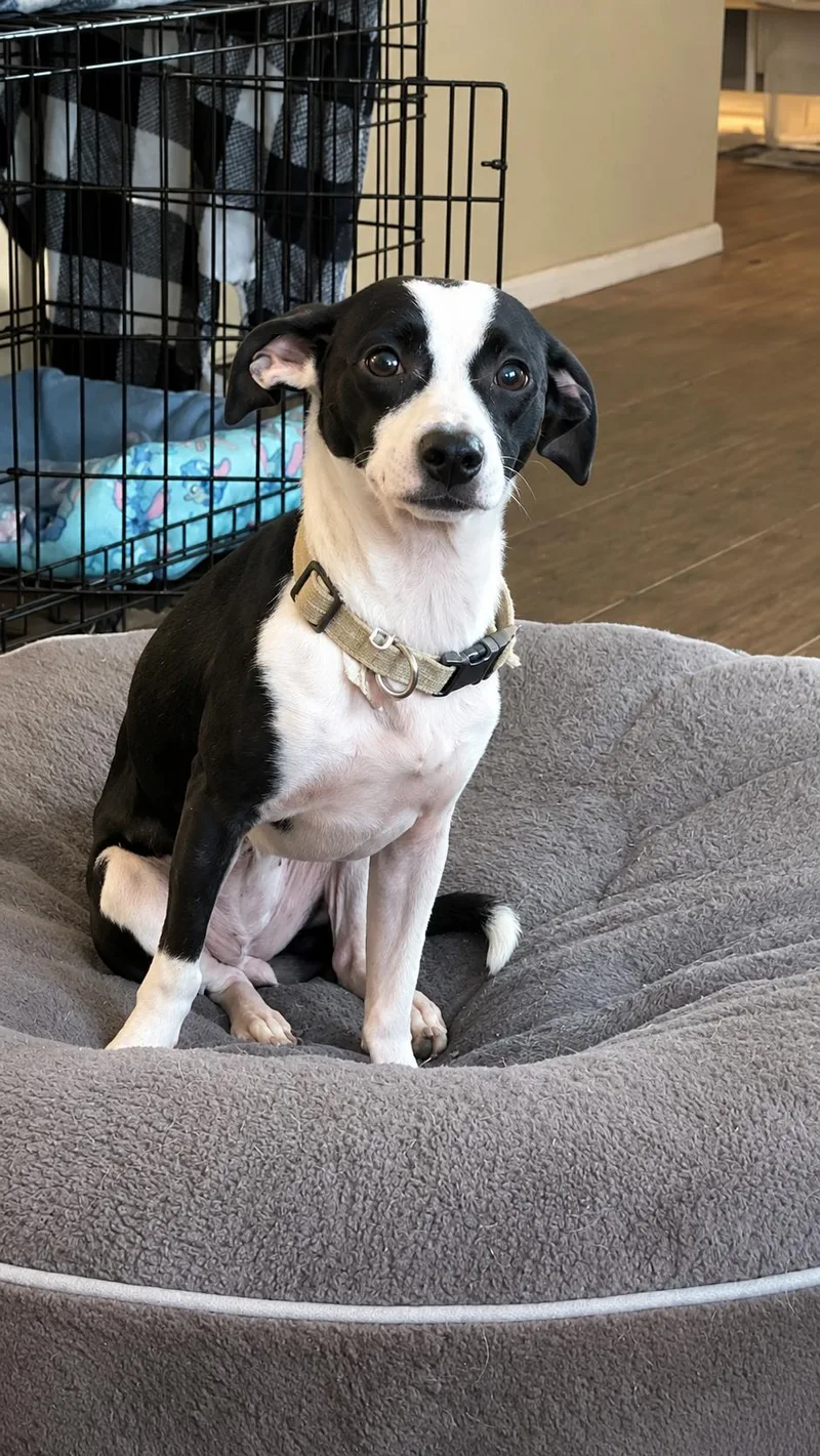 A young small-sized female Chihuahua dog named Sugar for adoption in Boston, MA