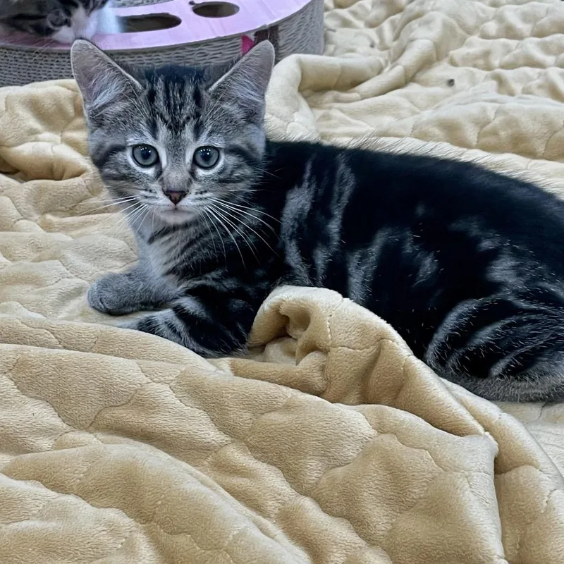 A baby small-sized female Black Domestic Short Hair cat named Beatrice for adoption in Fairmont, WV