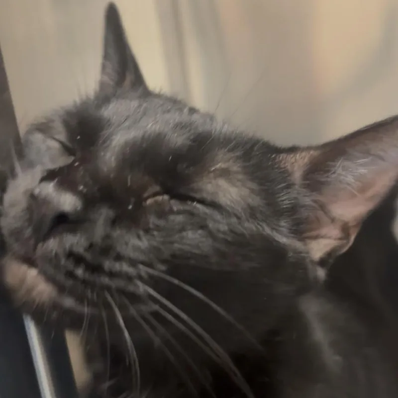 A young medium-sized female Domestic Short Hair cat named Effie for adoption in Brockton, MA