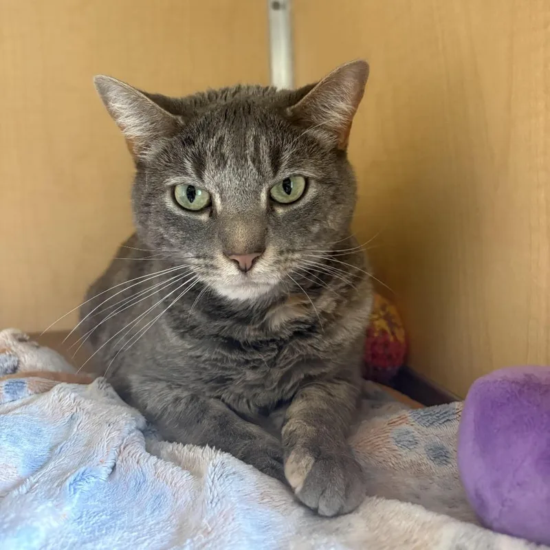 An adult medium-sized female Torbie Domestic Short Hair cat named Kayla Fka Cedar Waxwings for adoption in Chesapeake, VA