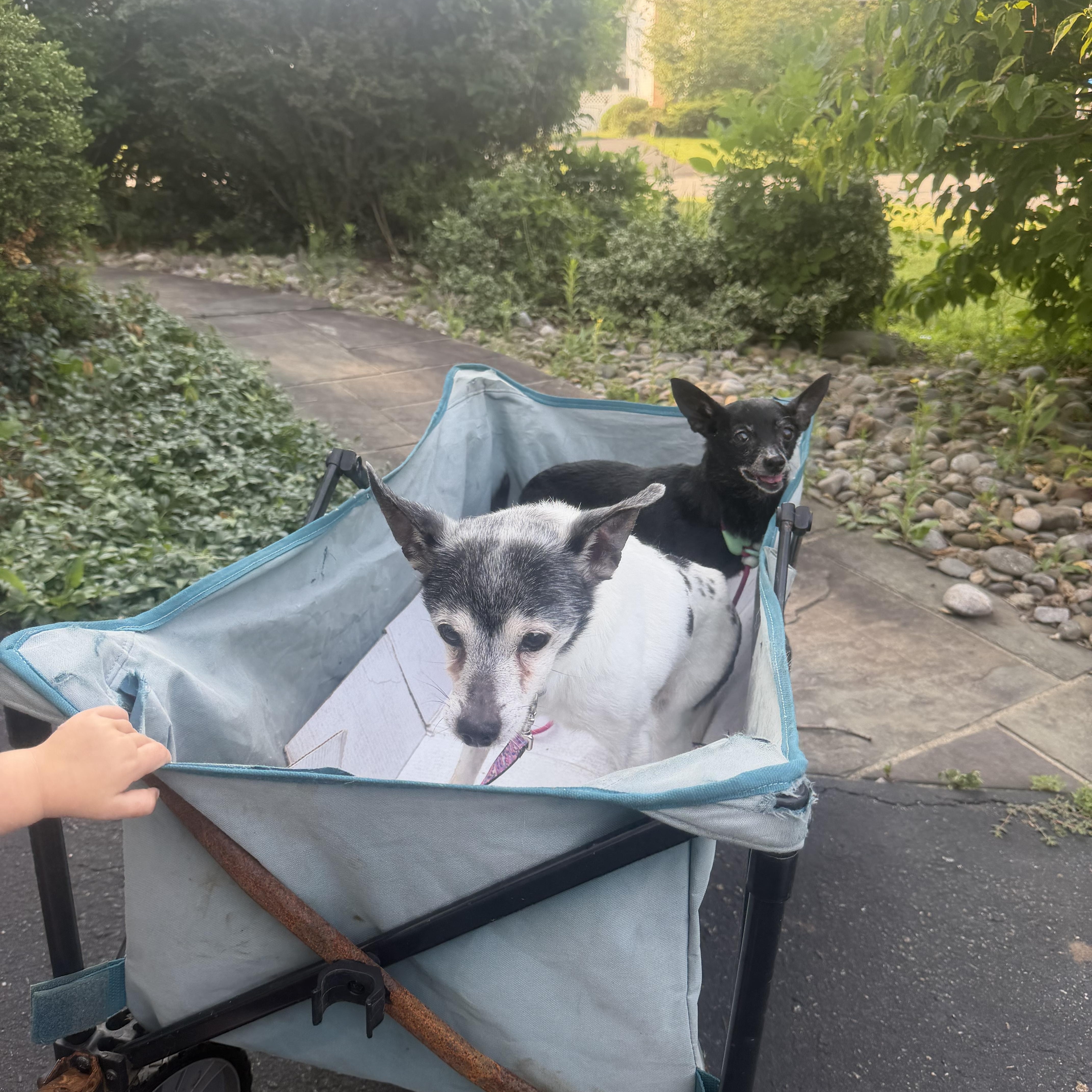 A senior small-sized female Black Chihuahua dog named Zippy for adoption in Mahwah, NJ