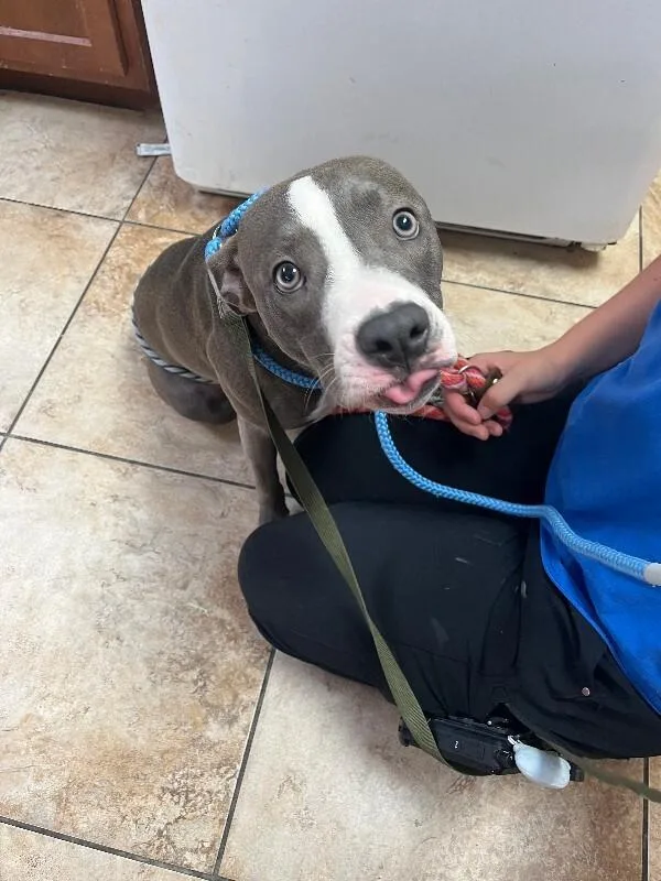 A young large-sized female Gray / Blue / Silver Mixed Breed dog named Kesha for adoption in Cincinnati, OH