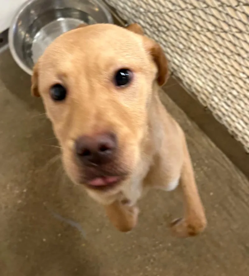 A baby medium-sized male Shar-Pei dog named Tempe for adoption in Belton, TX