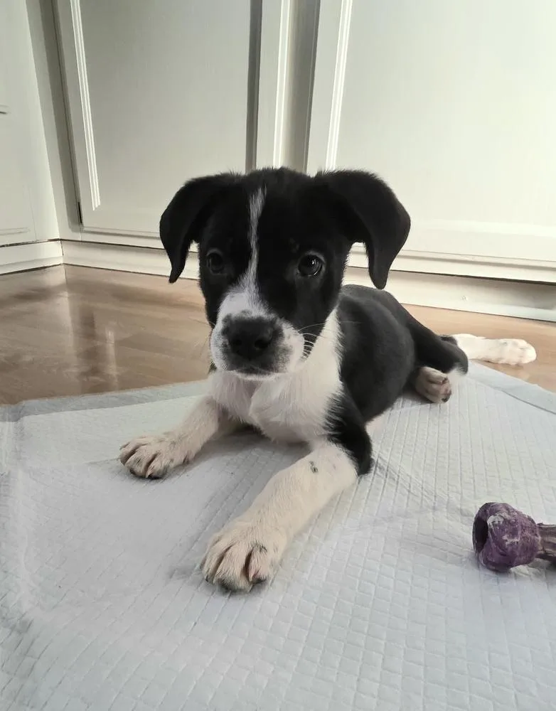 A baby medium-sized female Tricolor (Brown, Black, & White) Boston Terrier dog named Goblin for adoption in Clinton Township, MI