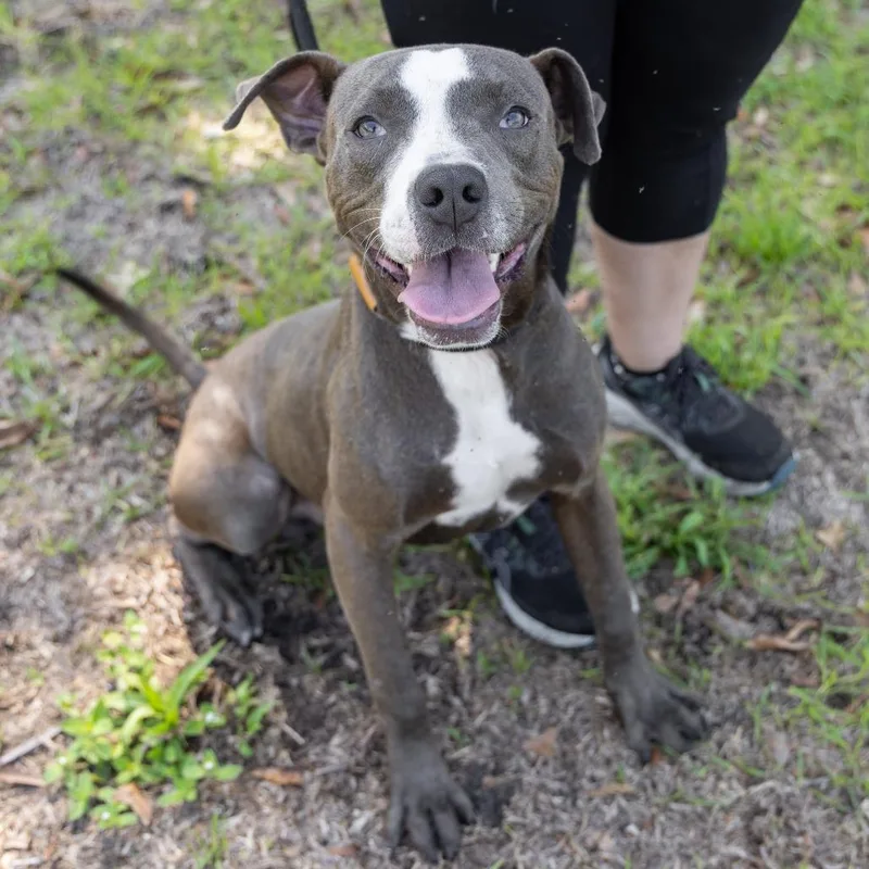 A young medium-sized male Gray / Blue / Silver English Bulldog dog named Bam Bam for adoption in Titusville, FL
