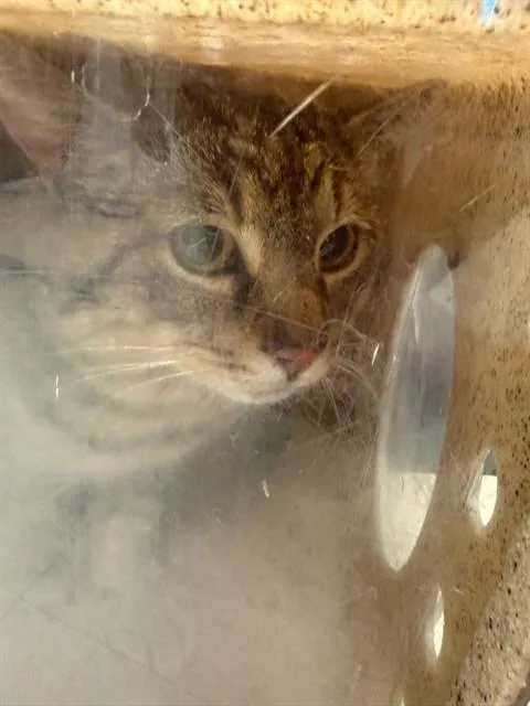 A young large-sized male Domestic Short Hair cat named A for adoption in Stockton, CA