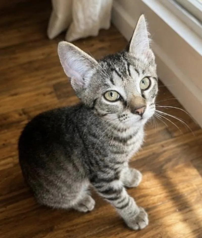 A baby medium-sized male Tabby (Brown / Chocolate) Domestic Short Hair cat named Mikey for adoption in Long Beach, NY