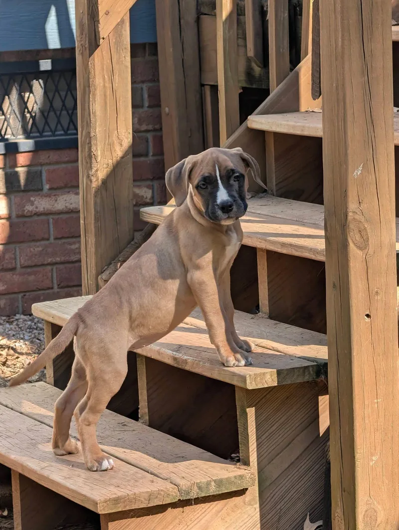 A young medium-sized female Mastiff dog named Rhianna for adoption in Greenville, SC