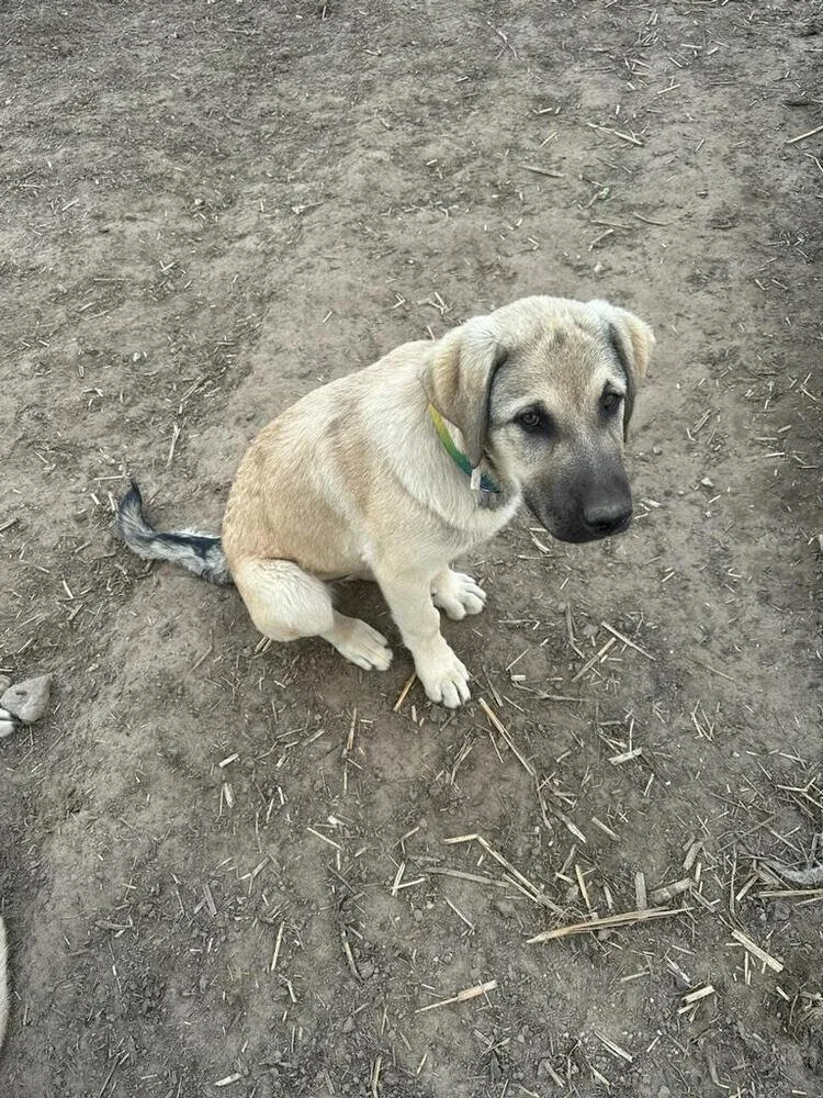 A baby large-sized male Yellow / Tan / Blond / Fawn Anatolian Shepherd dog named Pink for adoption in Linton, IN