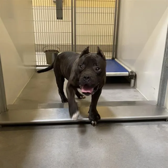 An adult large-sized male Pit Bull Terrier dog named A for adoption in Modesto, CA