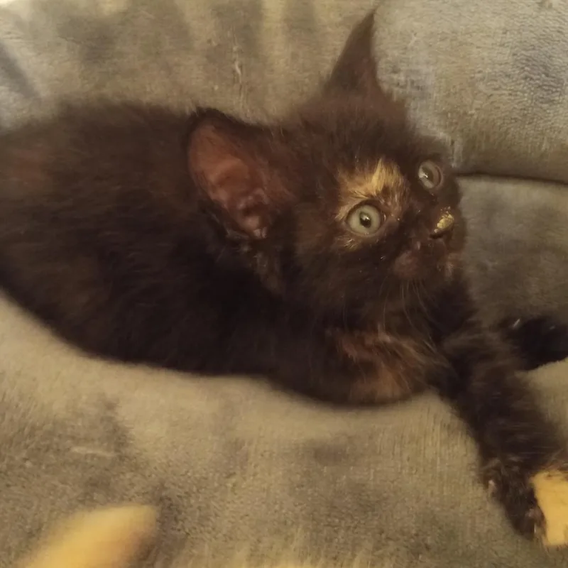 A young medium-sized female Black Domestic Short Hair cat named Chippers for adoption in Crookston, MN
