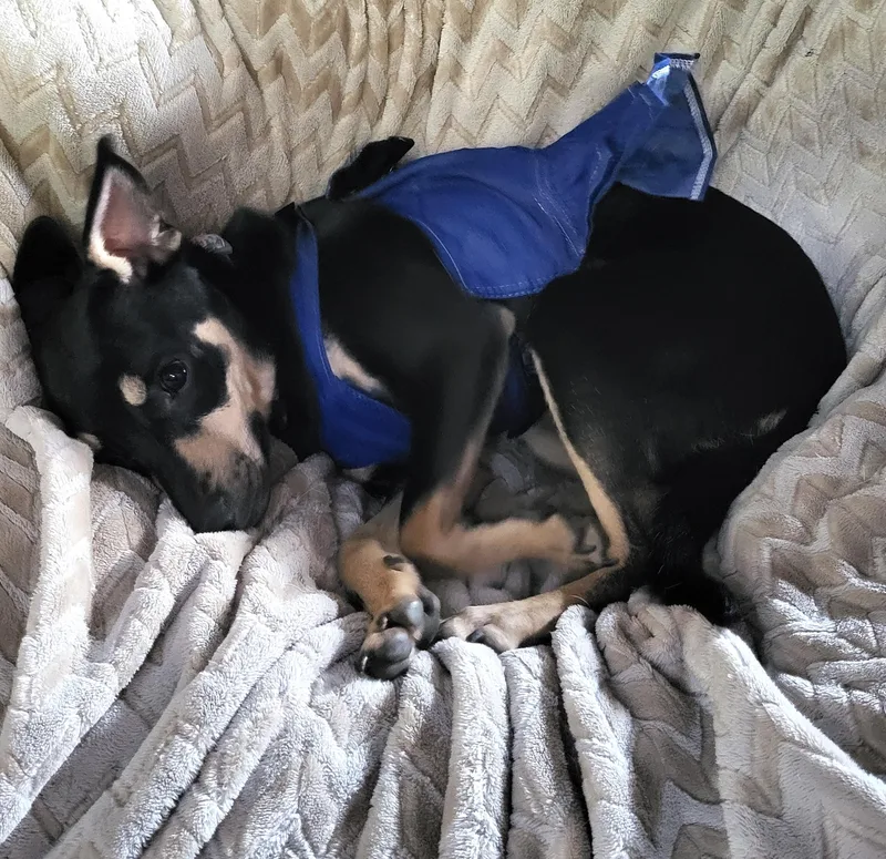 A young small-sized female Chihuahua dog named Carmella for adoption in Worcester, MA