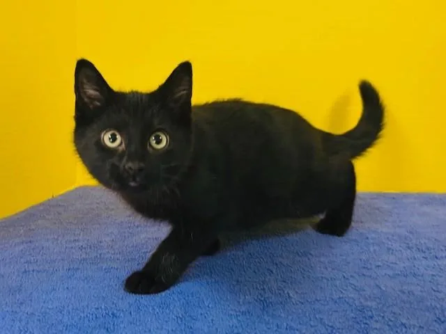 A baby medium-sized male Black Domestic Short Hair cat named Home Run for adoption in Hawk Point, MO